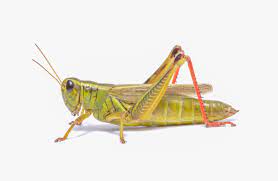 File:Red-legged Grasshopper (Melanoplus femurrubrum) (43478105211).jpg -  Wikimedia Commons